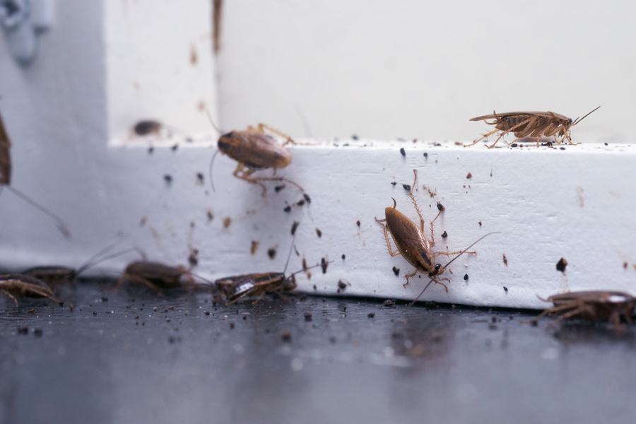 The Life Cycle of a Roach: Understanding How They Infest and Damage Homes