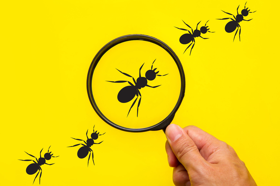 Is Your Yard a Magnet for Ants? 7 Common Outdoor Causes and Fixes