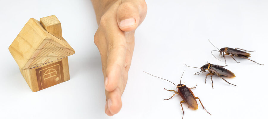 Cockroaches isolated on white background, a hand protecting a house from cockroach infestation