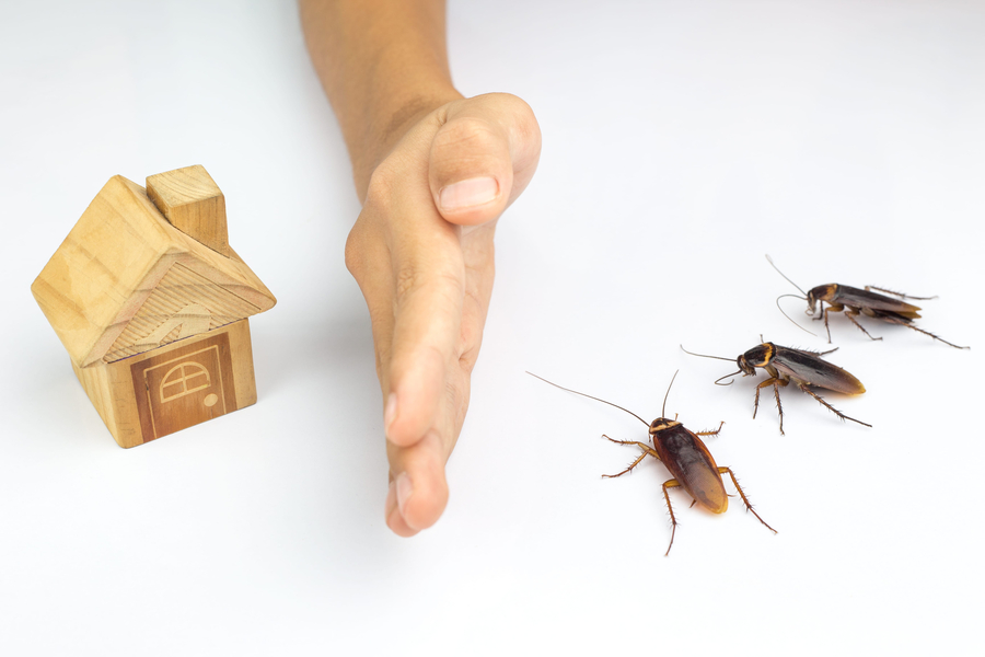 6 Warning Signs of a Cockroach Infestation in Your Home in Boynton Beach