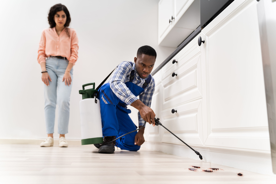 How Often Should Pest Control Be Done in South Florida?